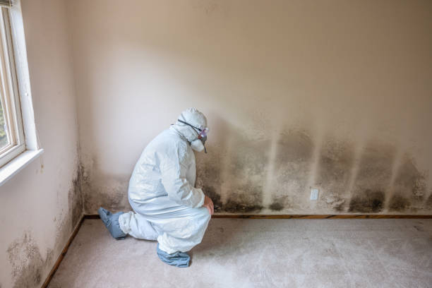 Mold Removal and Inspection in Williamsport, IN